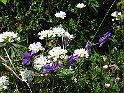IMG_1499