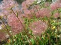 IMG_5626