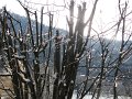 IMG_6209