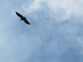 IMG_1719