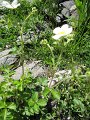 IMG_1831