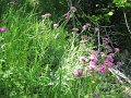 IMG_1873