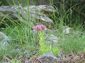 IMG_1878