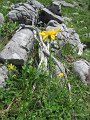 IMG_1977