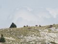 IMG_3007