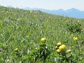 IMG_1517