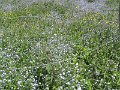 IMG_1528
