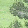 la marmotte a disparu