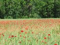 IMG_1917