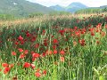 IMG_1920