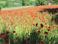 IMG_1923