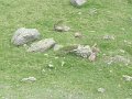 IMG_0008