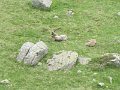IMG_0009