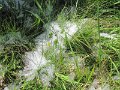 IMG_0051