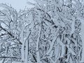 IMG_0021