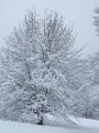 IMG_1748
