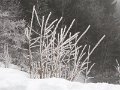 IMG_1774
