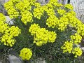 IMG_8455